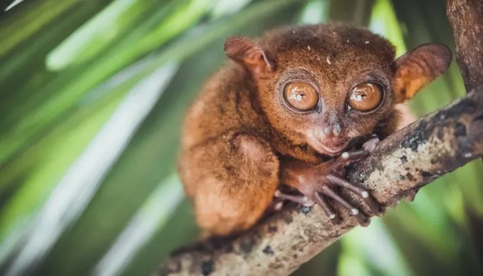 Gambar tarsier