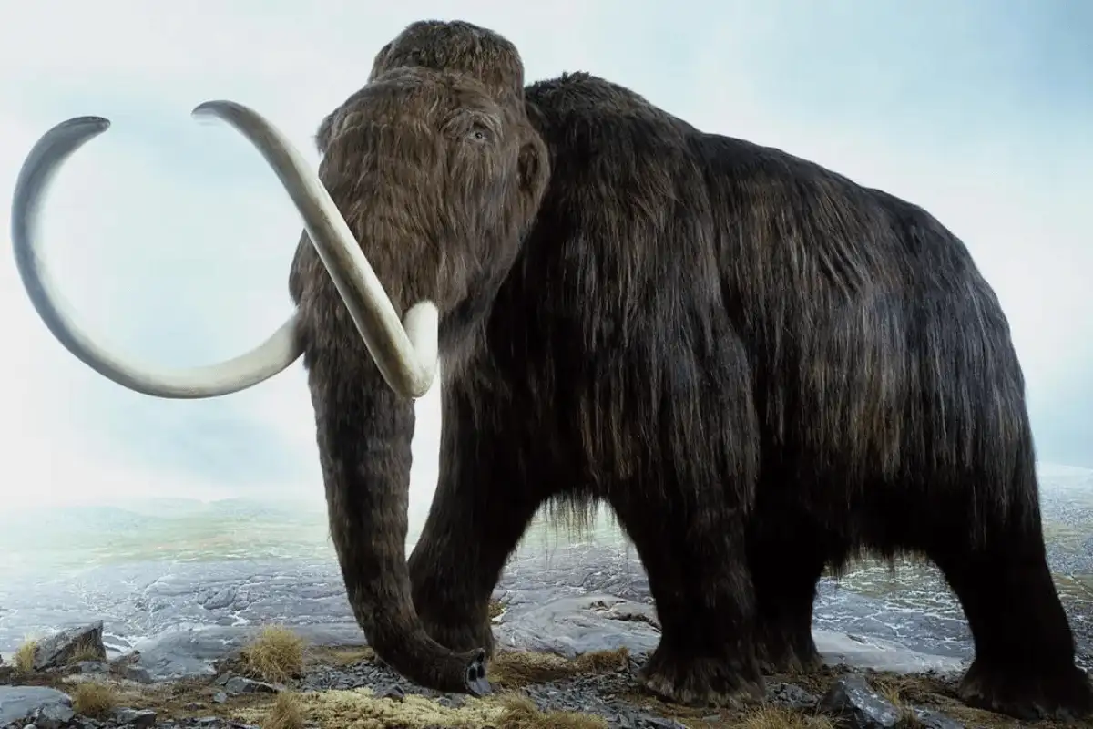 Mammoth berbulu. 