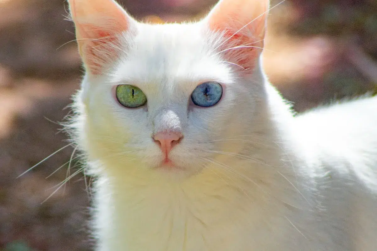 Gambar kucing putih