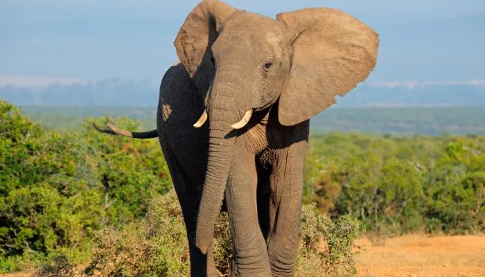 Gambar Gajah Afrika