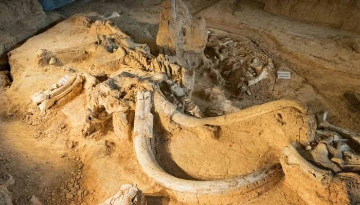 Gambar Tulang Mammoth