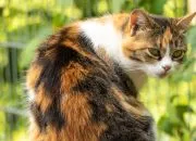9 Fakta Kucing Tiga Warna, Disebut Sebagai Pembawa Keberuntungan