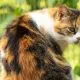 9 Fakta Kucing Tiga Warna, Disebut Sebagai Pembawa Keberuntungan