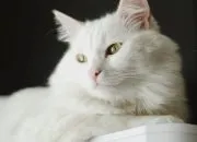 12 Fakta Kucing Putih, Ras Kucing Pertama yang Menghuni Gedung Putih