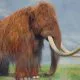 Gambar Mammoth berbulu
