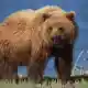 12 Fakta Unik Beruang Grizzly, Beruang Menakutkan Asal Amerika