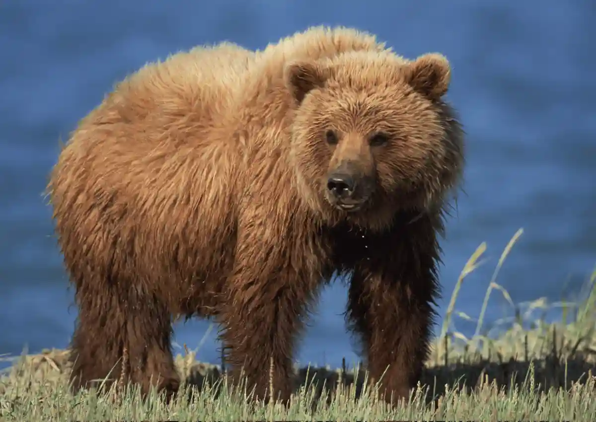 12 Fakta Unik Beruang Grizzly, Beruang Menakutkan Asal Amerika