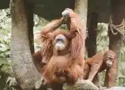 20 Fakta-Fakta Orangutan yang Paling Jarang Diketahui