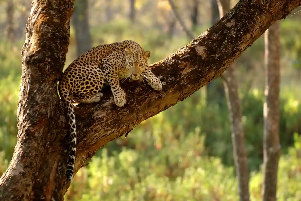 Macan tutul jawa