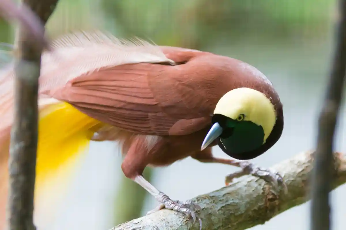 Populasi Burung Cenderawasih