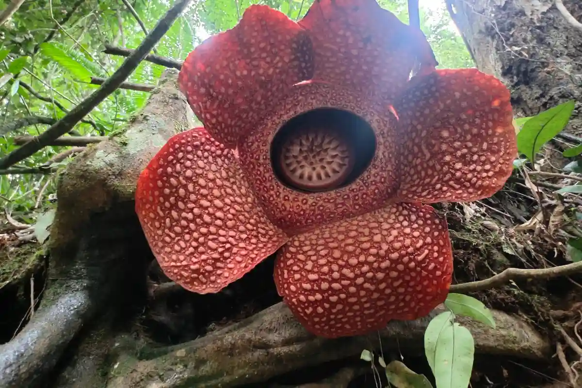 Bunga Rafflesia Arnoldi