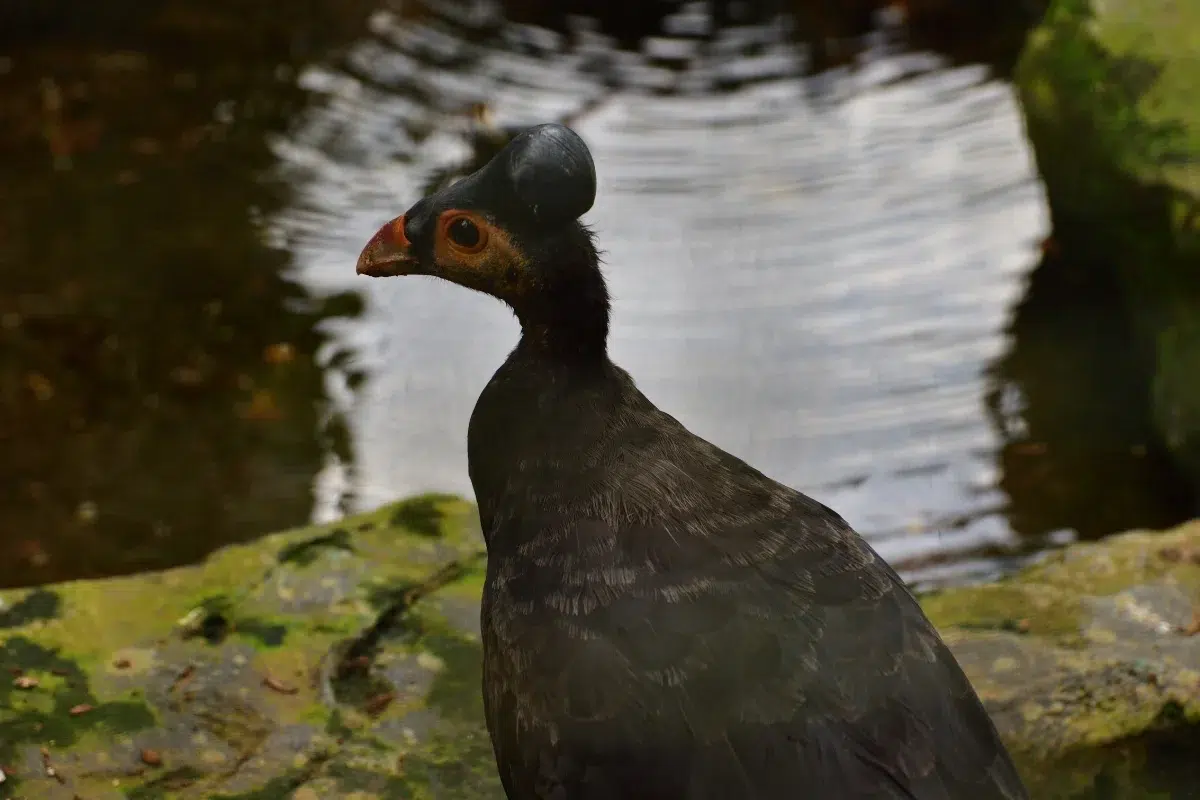 Burung Maleo