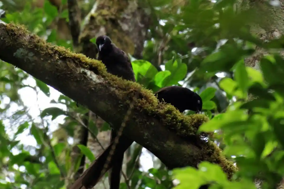 Cenderawasih Astrapia Arfak (Astrapia nigra)