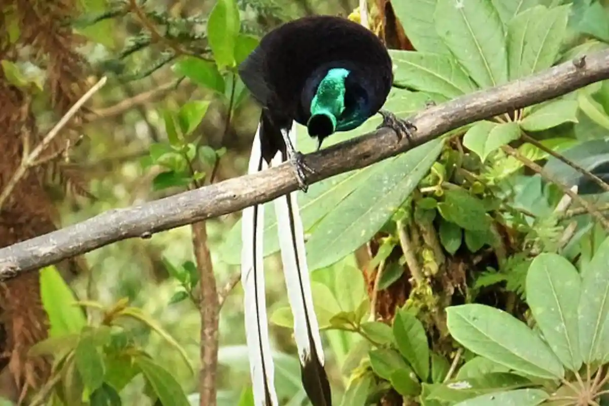 Cenderawasih Astrapia Ekor-Pita (Astrapia mayeri)