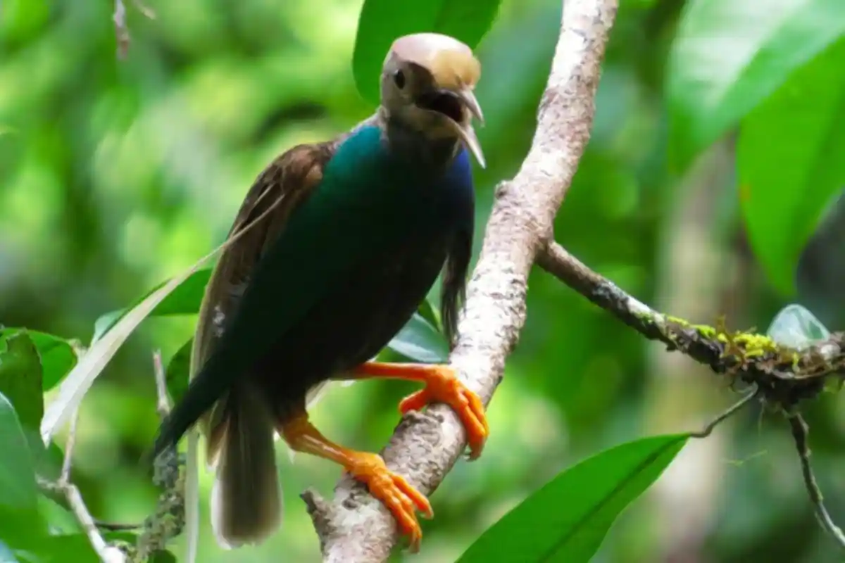 Cenderawasih Bidadari Halmahera (Semioptera wallacii)