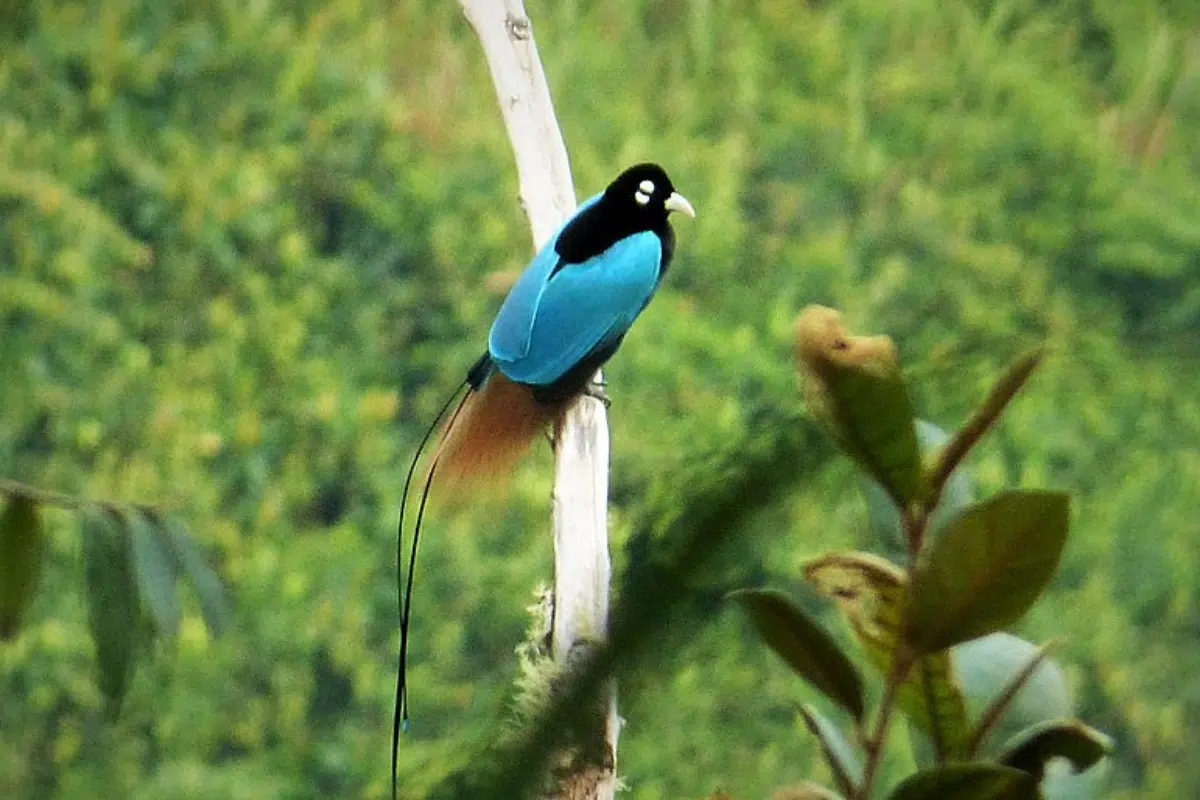 Cenderawasih Biru (Paradisaea rudolphi)