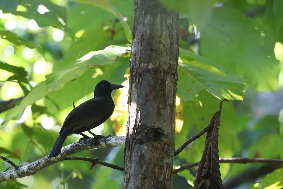 Cenderawasih Gagak (Lycocorax pyrrhopterus)