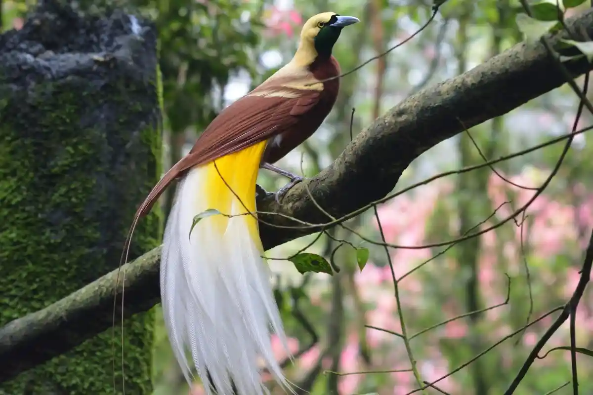 Cenderawasih Kuning-Kecil (Paradisaea minor)