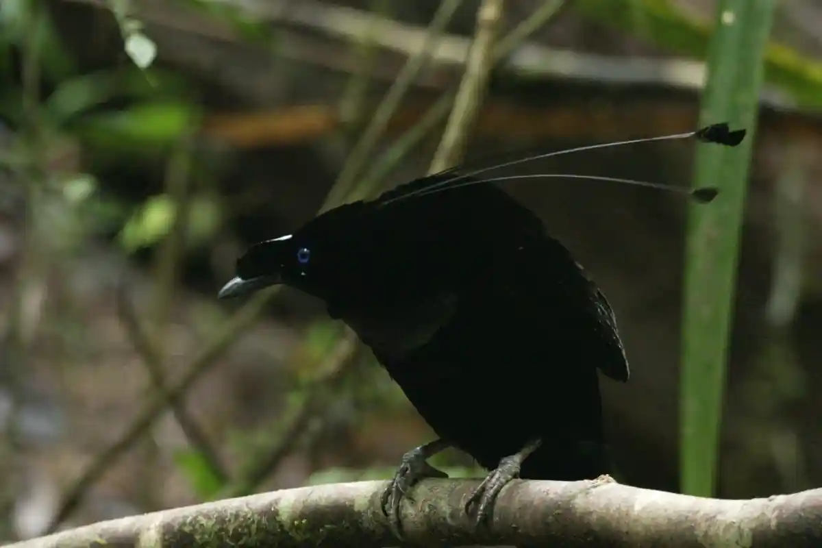 Cenderawasih Parotia Arfak (Parotia sefilata)