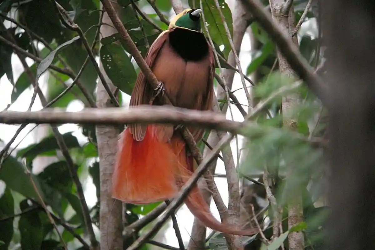 Cenderawasih Raggiana (Paradisaea raggiana)