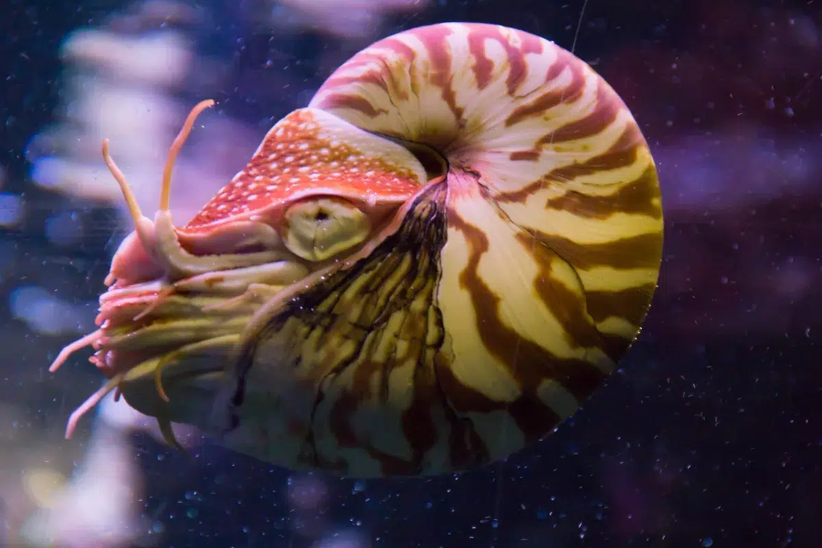 Chambered nautilus Hewan purba