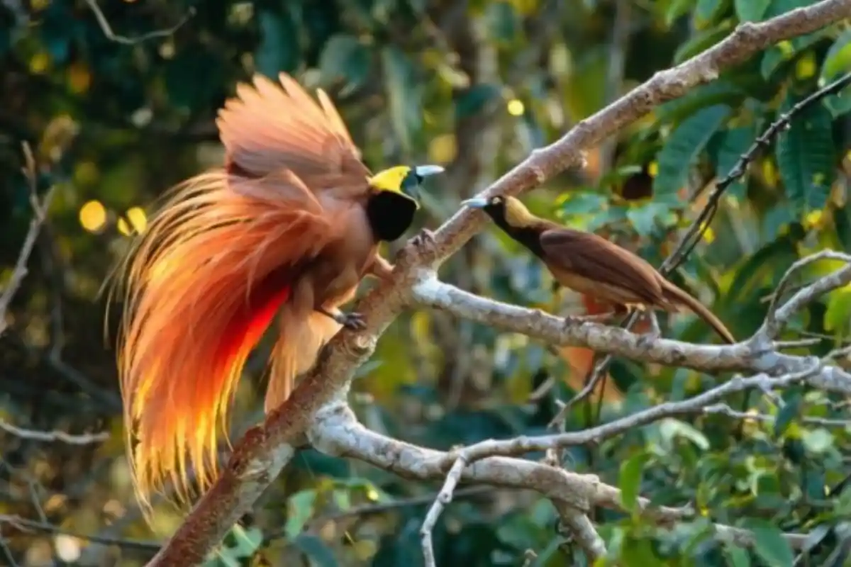 Gambar Burung Cenderawasih