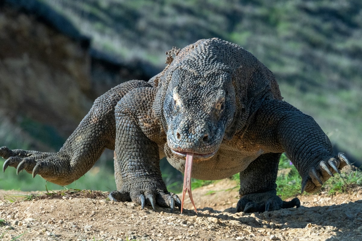 Gambar Komodo