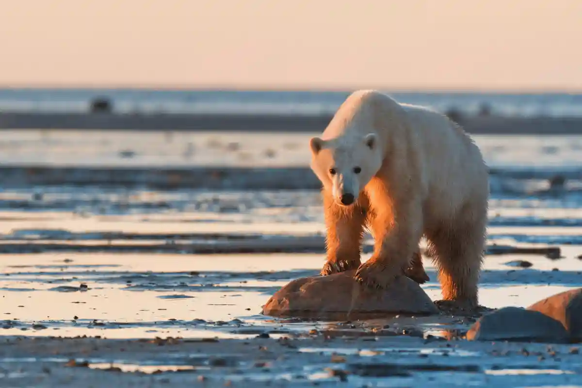 hewan Beruang kutub