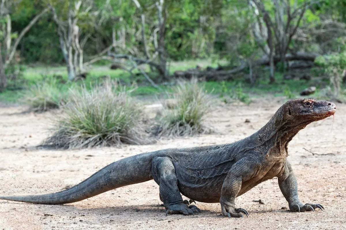 Gambar Komodo