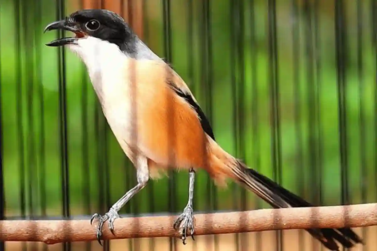 Potret fauna, burung cendet