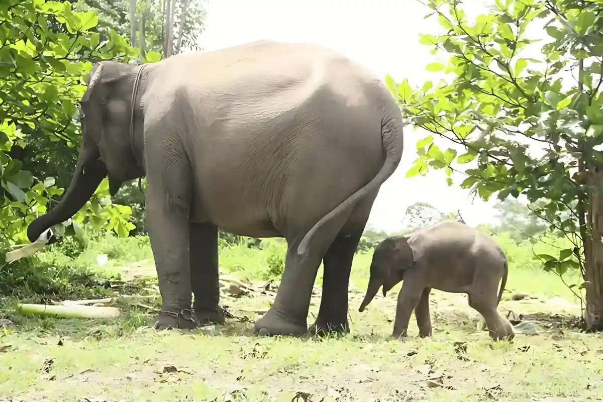 gajah dan anaknya