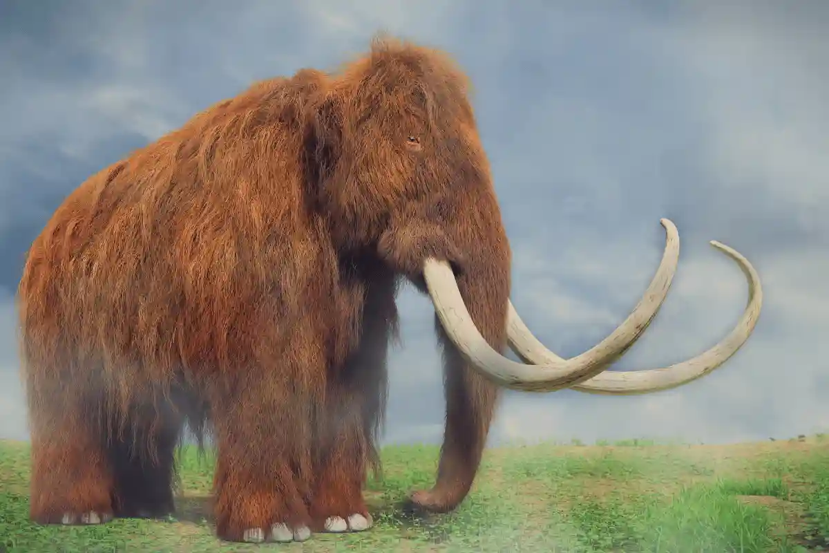 mammoth berbulu.
