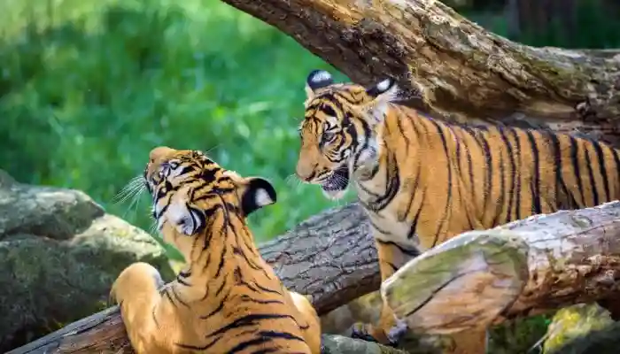 Harimau malaya