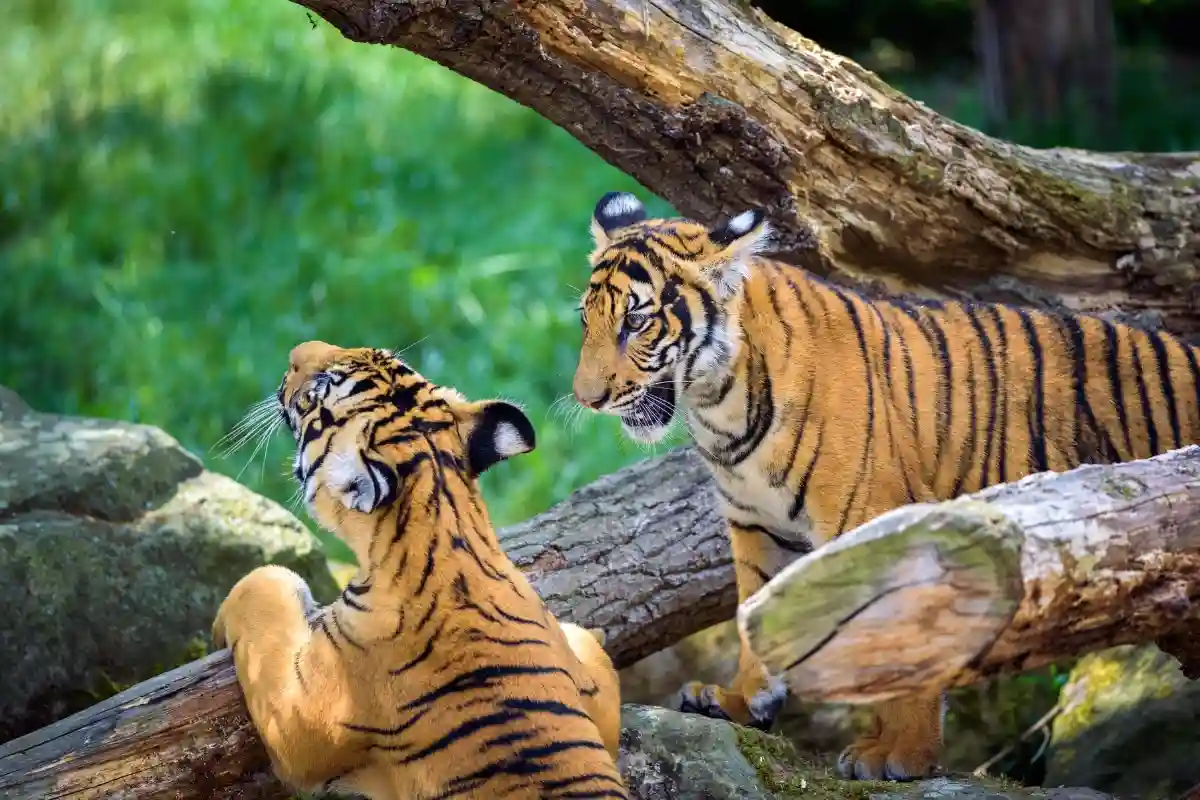 Harimau malaya