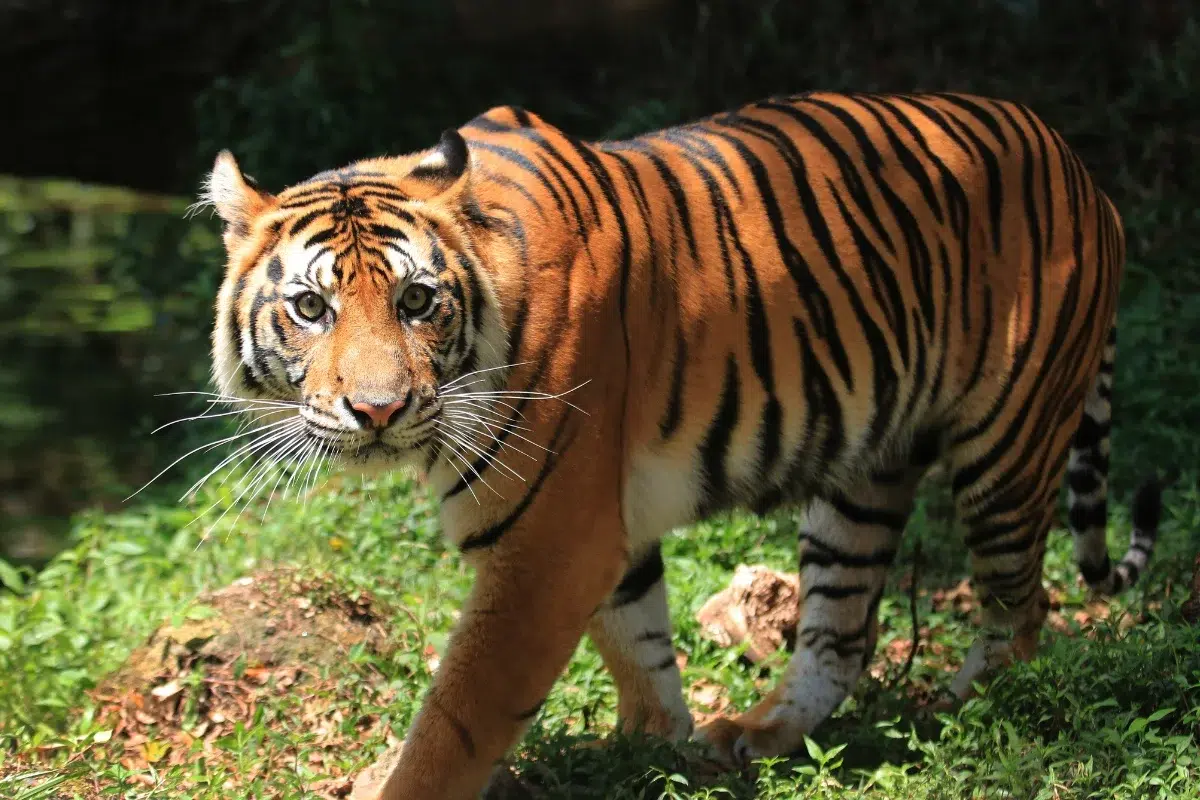 Harimau