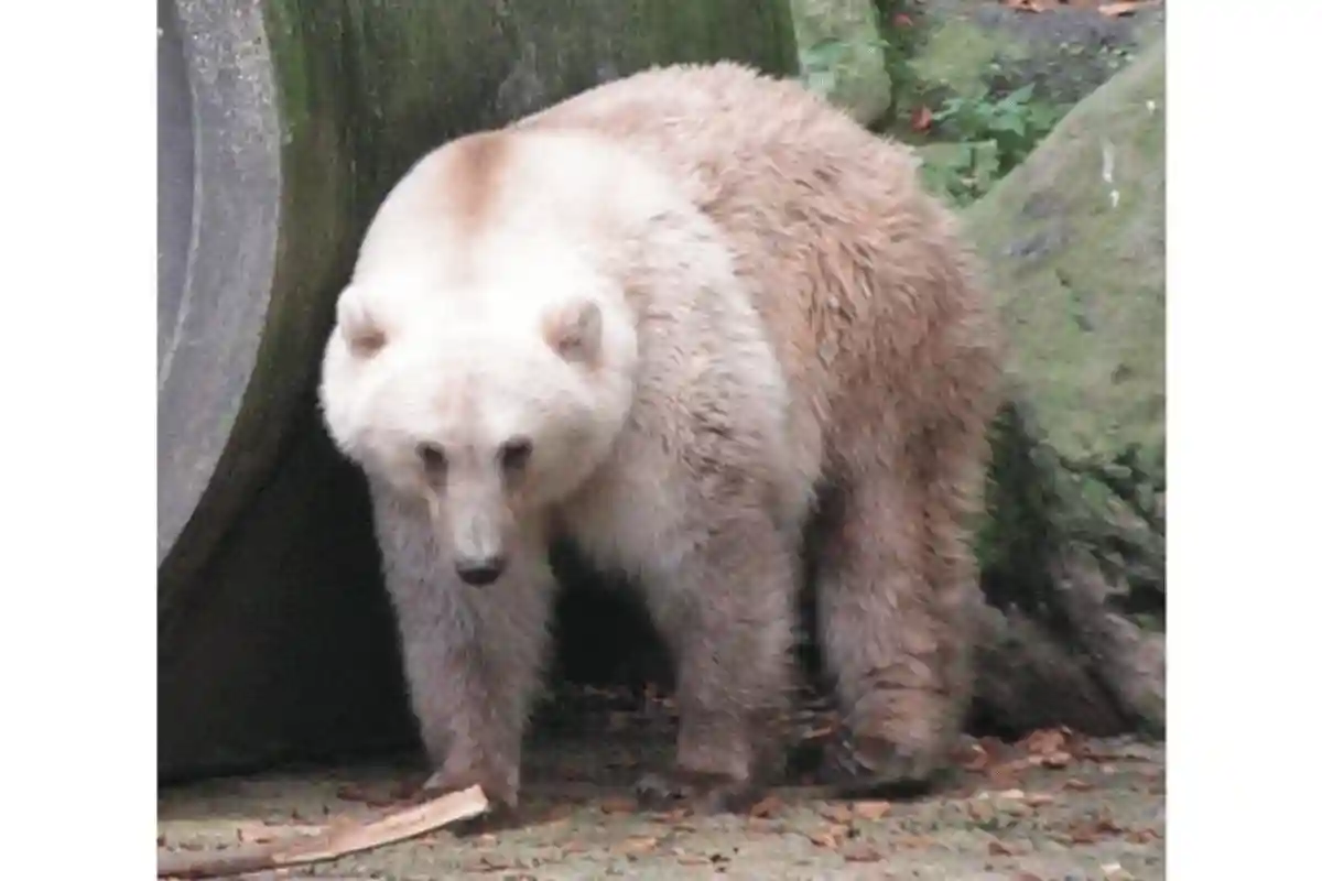  Beruang kutub