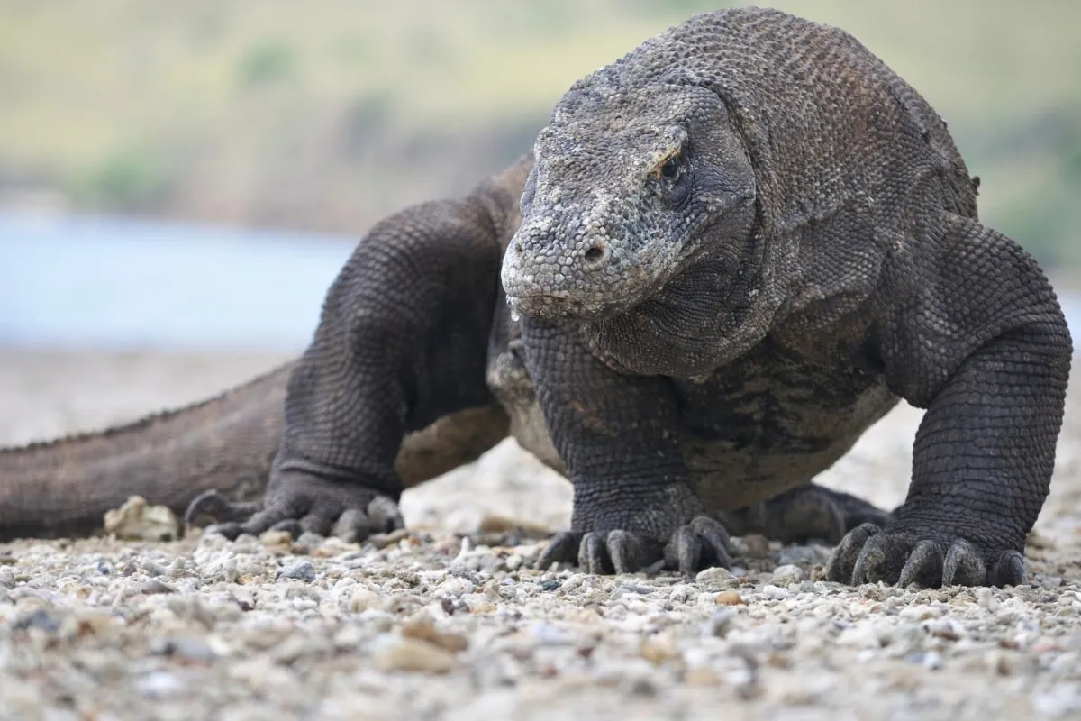 Gambar komodo