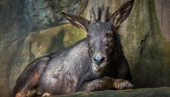 Gambar kambing hutan sumatra