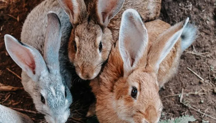 fakta unik kelinci