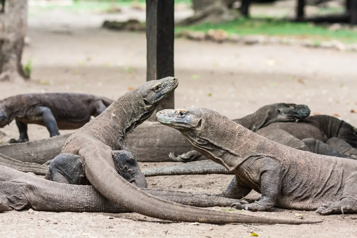 Gambar Komodo