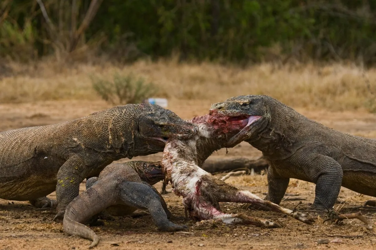 Gambar Komodo