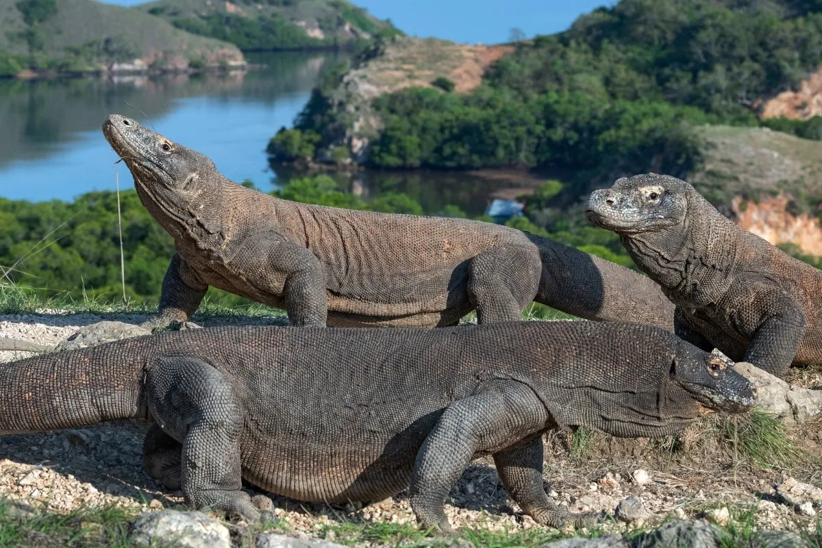 Gambar Komodo