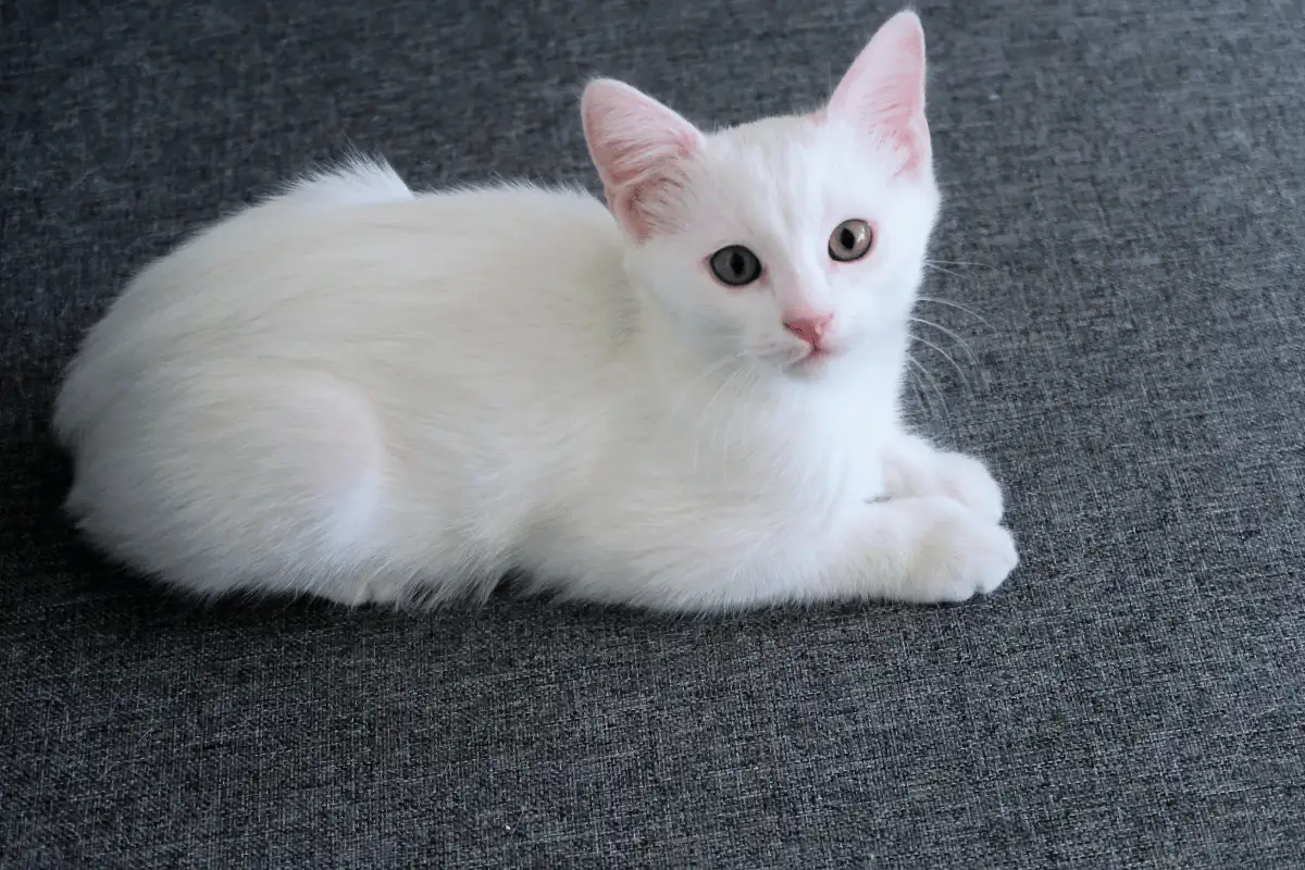 Kucing Putih