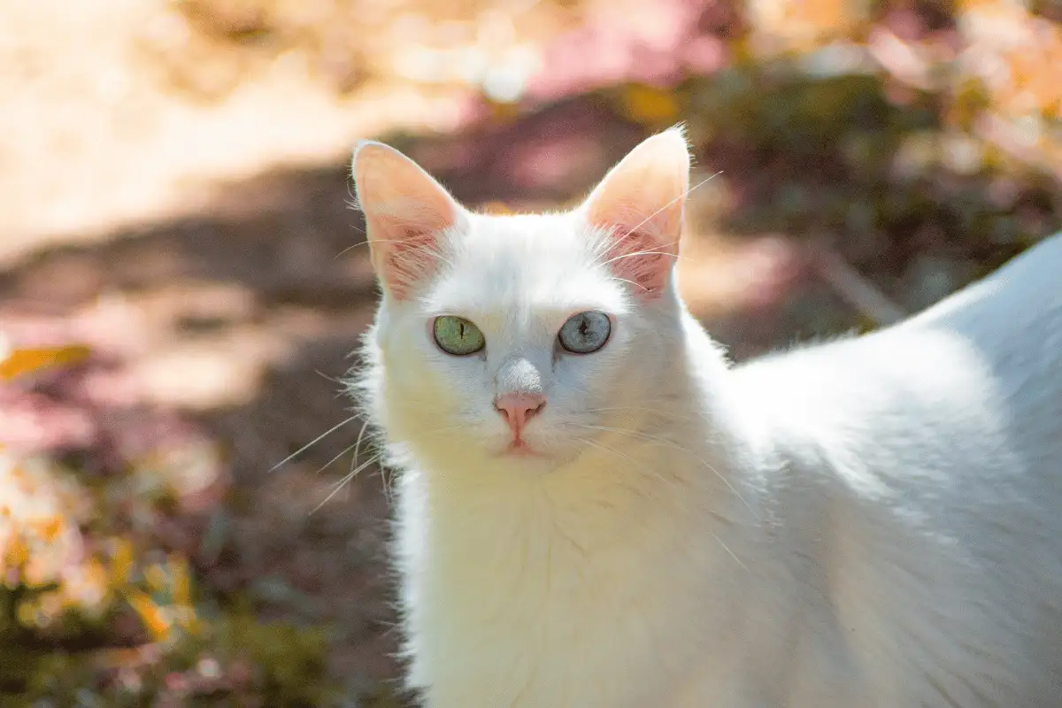 fakta kucing putih