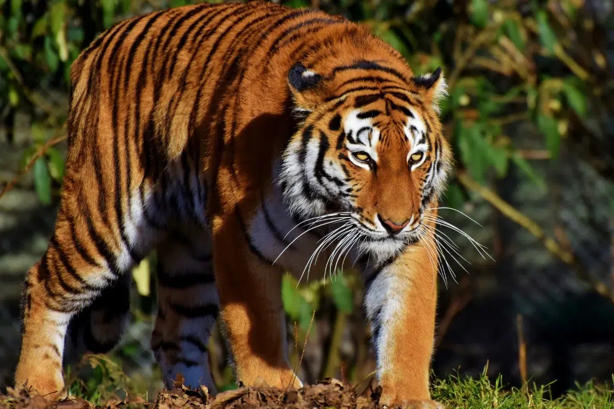 Harimau besar