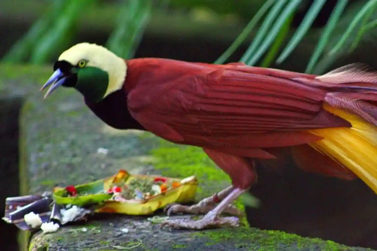 Makanan Burung Cenderawasih