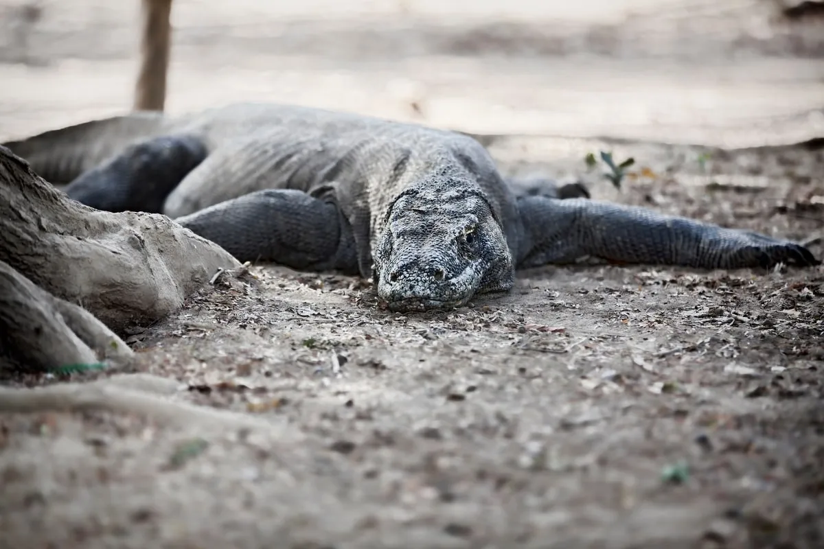 Gambar Komodo