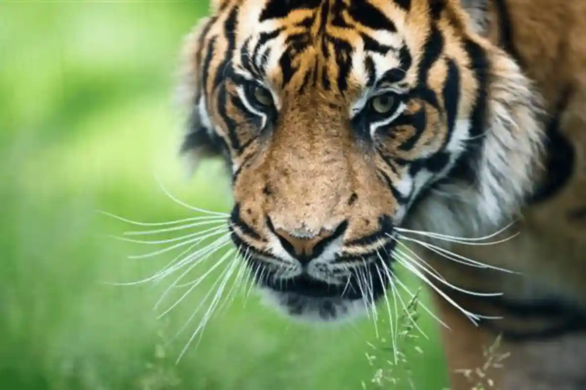 Ilustrasi Harimau penjaga gunung. S