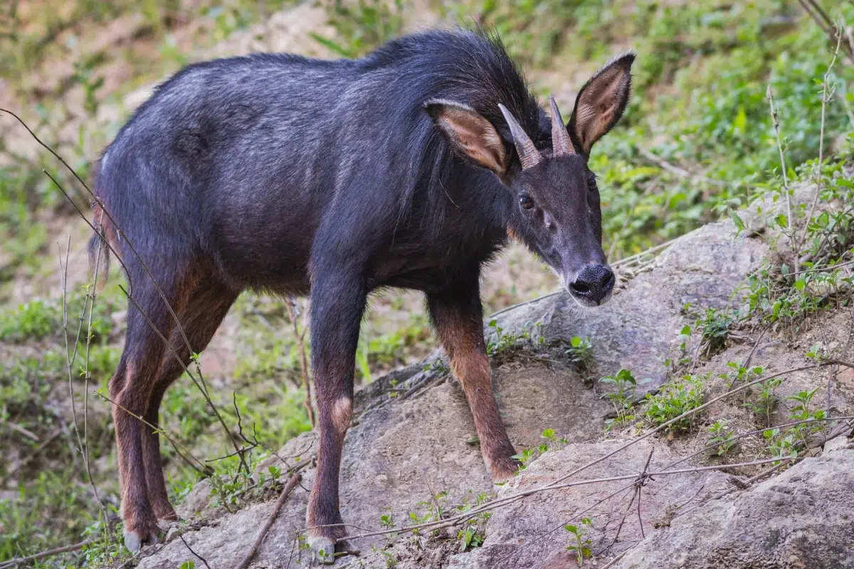 Kambing hitam