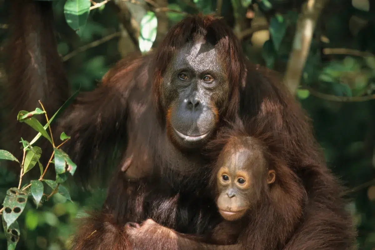 fakta-fakta orangutan